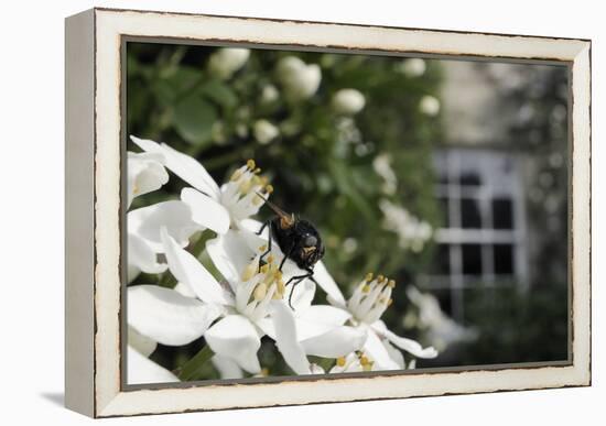 Noon Fly (Mesembrina Meridiana) on Mexican Orange Blossom (Choisya Ternata) Flowers in Garden-Nick Upton-Framed Premier Image Canvas