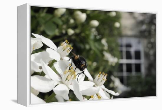 Noon Fly (Mesembrina Meridiana) on Mexican Orange Blossom (Choisya Ternata) Flowers in Garden-Nick Upton-Framed Premier Image Canvas