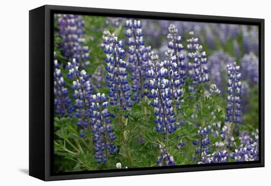 Nootka lupin, Iceland-Robin Chittenden-Framed Premier Image Canvas