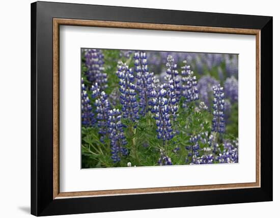 Nootka lupin, Iceland-Robin Chittenden-Framed Photographic Print