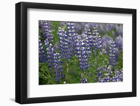 Nootka lupin, Iceland-Robin Chittenden-Framed Photographic Print