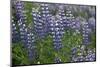 Nootka lupin, Iceland-Robin Chittenden-Mounted Photographic Print