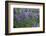 Nootka lupin, Iceland-Robin Chittenden-Framed Photographic Print