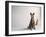 Nope-Susan Sabo-Framed Photographic Print