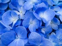 Macro Image of Blue Hydrangea Flower.-Noppharat888-Photographic Print