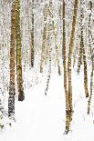 Tree, plant, cold, snow-Nora Frei-Photographic Print