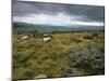 Norber Erratics Near Austwick, Yorkshire Dales National Park, Yorkshire, England, UK-Patrick Dieudonne-Mounted Photographic Print