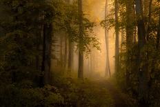 Autumn Forest-Norbert Maier-Giclee Print