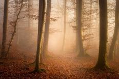 Autumn Forest-Norbert Maier-Giclee Print