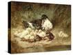Stretched Canvas Print