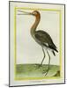 Nordmann's Greenshank-Georges-Louis Buffon-Mounted Giclee Print