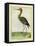 Nordmann's Greenshank-Georges-Louis Buffon-Framed Premier Image Canvas