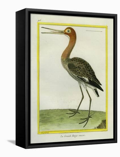 Nordmann's Greenshank-Georges-Louis Buffon-Framed Premier Image Canvas