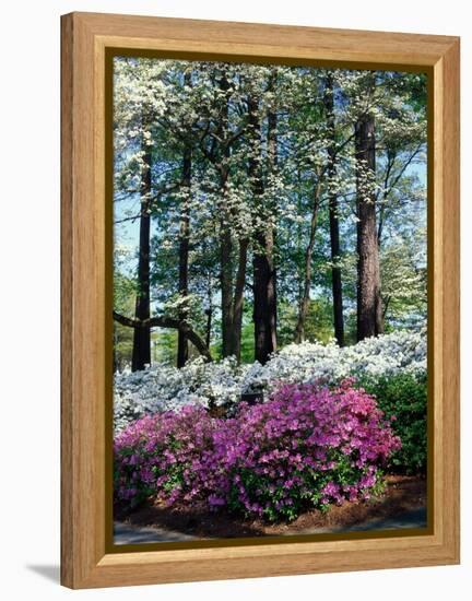 Norfolk Botanical Gardens, VA-Barry Winiker-Framed Premier Image Canvas