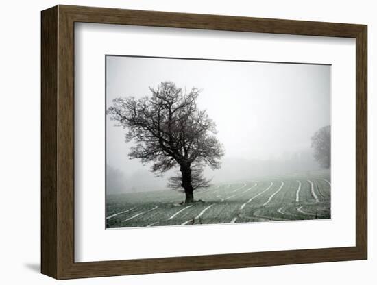Norfolk field with single tree-Angela Marsh-Framed Photographic Print