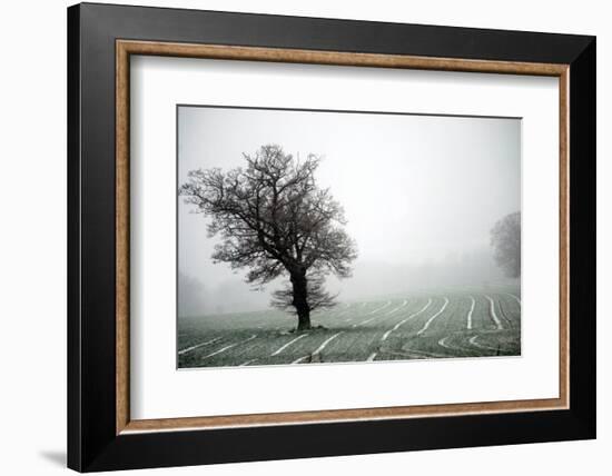 Norfolk field with single tree-Angela Marsh-Framed Photographic Print