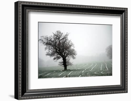 Norfolk field with single tree-Angela Marsh-Framed Photographic Print