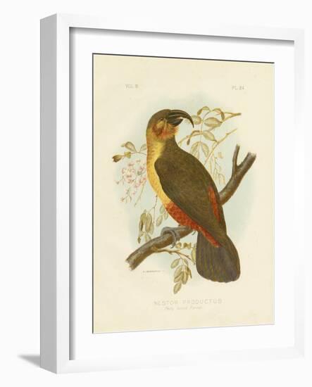 Norfolk Kaka, 1891-Gracius Broinowski-Framed Premium Giclee Print