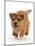 Norfolk terrier puppy, aged 7 months, running-Mark Taylor-Mounted Photographic Print