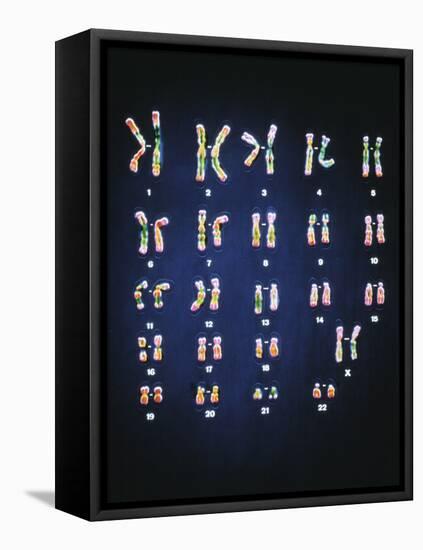 Normal Female Chromosomes-null-Framed Premier Image Canvas