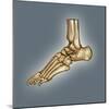 Normal Foot, 3D CT Scan-ZEPHYR-Mounted Premium Photographic Print