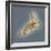 Normal Foot, 3D CT Scan-ZEPHYR-Framed Premium Photographic Print