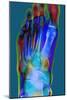 Normal Foot, X-ray-Du Cane Medical-Mounted Photographic Print
