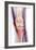 Normal Knee, X-ray-Du Cane Medical-Framed Photographic Print