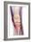 Normal Knee, X-ray-Du Cane Medical-Framed Photographic Print