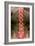 Normal Lumbar Spine, X-ray-Du Cane Medical-Framed Photographic Print