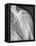 Normal Shoulder, X-ray-ZEPHYR-Framed Premier Image Canvas
