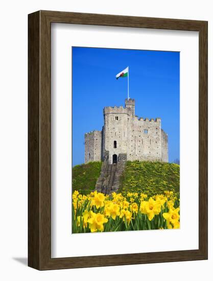 Norman Keep and daffodils, Cardiff Castle, Cardiff, Wales, United Kingdom, Europe-Billy Stock-Framed Photographic Print