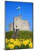 Norman Keep and daffodils, Cardiff Castle, Cardiff, Wales, United Kingdom, Europe-Billy Stock-Mounted Photographic Print
