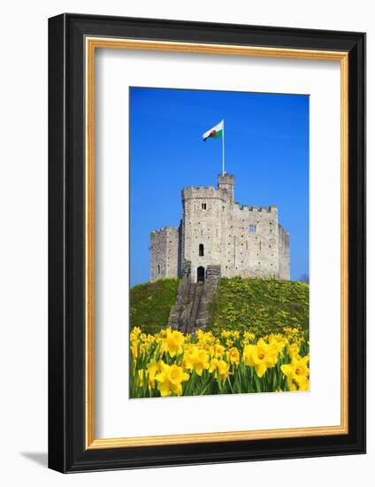 Norman Keep and daffodils, Cardiff Castle, Cardiff, Wales, United Kingdom, Europe-Billy Stock-Framed Photographic Print