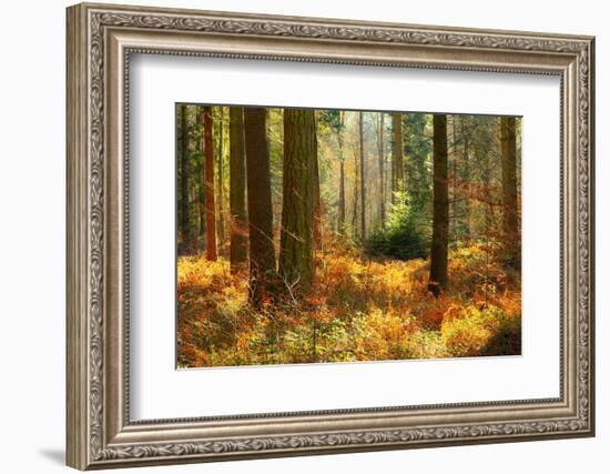 Normandy, Autumn-Caroyl La Barge-Framed Photographic Print