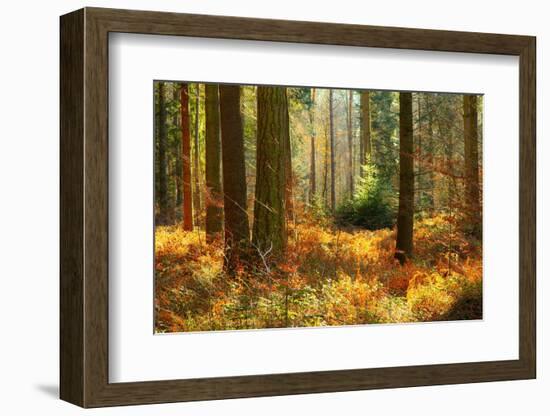 Normandy, Autumn-Caroyl La Barge-Framed Photographic Print