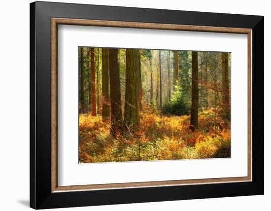 Normandy, Autumn-Caroyl La Barge-Framed Photographic Print