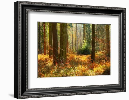 Normandy, Autumn-Caroyl La Barge-Framed Photographic Print