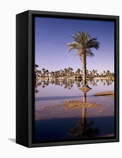 North Africa, Algeria, Sahara, Oasis, Date Palms-Thonig-Framed Premier Image Canvas