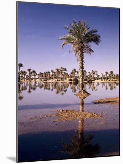 North Africa, Algeria, Sahara, Oasis, Date Palms-Thonig-Mounted Photographic Print