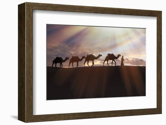 North Africa, Erg Chebbi, Dromedary camel caravan being led through desert by Tuareg man.-Emily Wilson-Framed Photographic Print