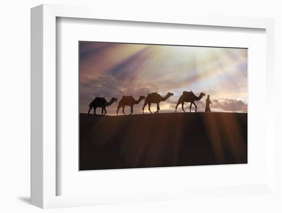 North Africa, Erg Chebbi, Dromedary camel caravan being led through desert by Tuareg man.-Emily Wilson-Framed Photographic Print