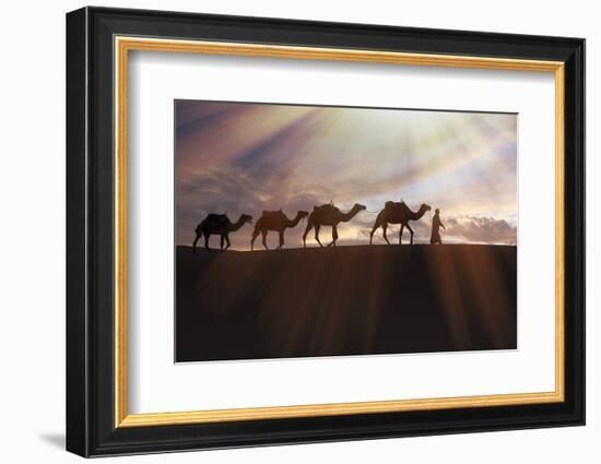 North Africa, Erg Chebbi, Dromedary camel caravan being led through desert by Tuareg man.-Emily Wilson-Framed Photographic Print