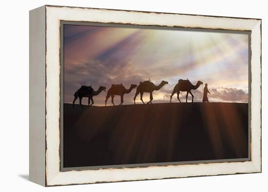 North Africa, Erg Chebbi, Dromedary camel caravan being led through desert by Tuareg man.-Emily Wilson-Framed Premier Image Canvas