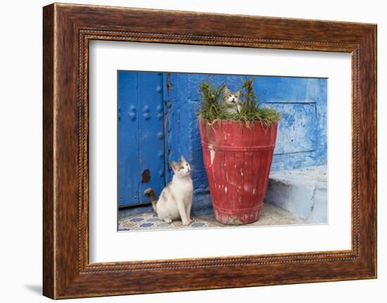 North Africa, Morocco, Rabat, Sale, Kasbah des Oudaias, Cats in the blue streets.-Emily Wilson-Framed Photographic Print