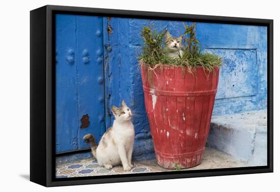 North Africa, Morocco, Rabat, Sale, Kasbah des Oudaias, Cats in the blue streets.-Emily Wilson-Framed Premier Image Canvas