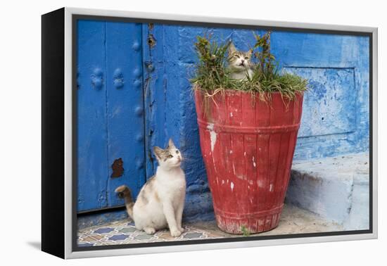 North Africa, Morocco, Rabat, Sale, Kasbah des Oudaias, Cats in the blue streets.-Emily Wilson-Framed Premier Image Canvas
