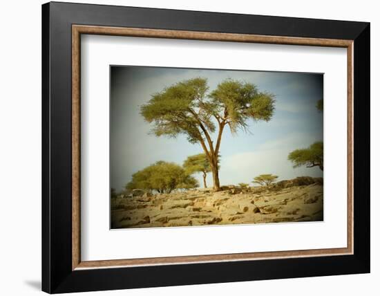 North Africa, Morocco, Southern Morocco, landscape of M'Hamid, of the Draa valley.-Emily Wilson-Framed Photographic Print