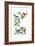 North Am Birds Cutup-null-Framed Giclee Print