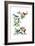 North Am Birds Cutup-null-Framed Giclee Print